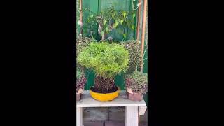 EP 229 viralshort asparagusfern bonsai plants trending viral youtubeshorts ytshorts [upl. by Arndt]