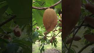 Excelente producción de Zapote elsalvador plantas biology [upl. by Neelia]