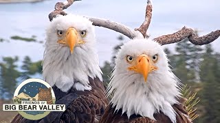 Big Bear Bald Eagle Live Nest  Cam 1 [upl. by Enelehcim]