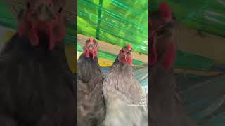 GALLINAS BAILANDO tendencias2023 shorts [upl. by Alex657]