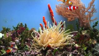 Haitian Condy Anemone Feeding [upl. by Taveda]