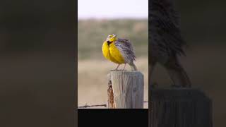 Meadowlark Song birds nature [upl. by Notnilc]