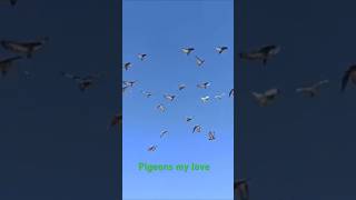 Pigeons flying in good mood pigeon kabootar [upl. by Maller246]