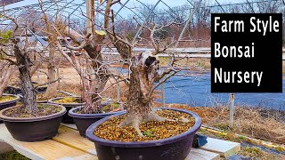 Visiting a farm style bonsai nursery Yamadori [upl. by Seymour]