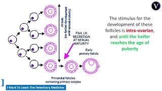 Cattle Theriogenology 4 Puberty and Development of primoridial follicle [upl. by Asiulairam]