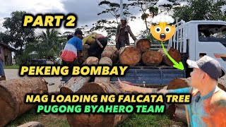 PART 2 PEKENG BOMBAY NAG LOADING NA NG FALCATA TREE pbteamdavao pugongbyahero charityvloggers [upl. by Raybourne837]