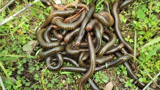 Woo Lots of Giant millipedes millipedes [upl. by Ettereve844]