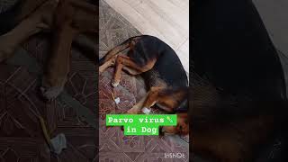 Parvo in 🐕dog [upl. by Nivlag]