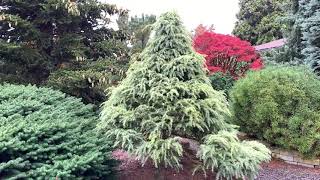 Cedrus deodara Snow Sprite White Tipped Himalayan Cedar 10292020 [upl. by Neva]