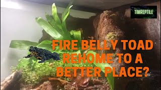 Fire belly toads rehome and setup [upl. by Yazbak465]