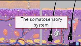 Somatic senses [upl. by Ahcarb]