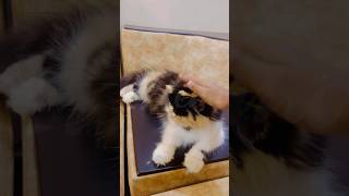 How many taps on my cat’s head😿😹shorts funny trending [upl. by Irolav]