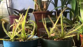 How to grow Carnivorous plants Detailed King Sundew Drosera regia Care and Culture [upl. by Eugenio862]