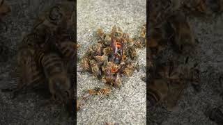 Disrupting a Hot Defensive Bee Ball Giant Hornet Revealed [upl. by Brenden561]