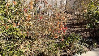 Trimming Bougainvillea in the Wintertime in Las Vegas [upl. by Rosol181]