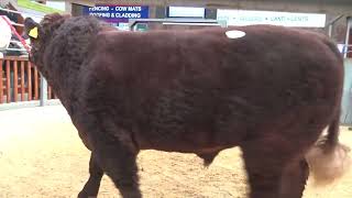 20231104124638 lot 37 Intermediate Champion Rednock Salvador 8000gns [upl. by Debee]