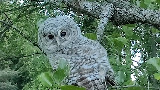 Pönttökamera LohjaLive Lehtopöllö tawny owl [upl. by Adiarf424]