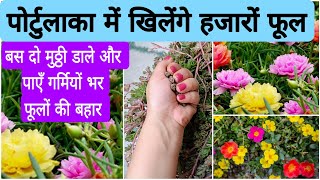 💥 गर्मियों में पोर्टुलाका खिलेंगे हजारों फूल एक साथ बस दो काम अभी कर ले  Moss rose care tips [upl. by Talya127]