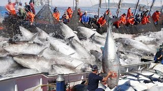 Amazing Big Catch on The Sea  Catching and Processing Hundreds Tons of Fish With Modern Big Boat [upl. by Bultman]