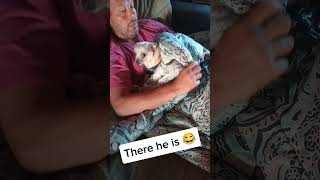 Boyfriend hides dog dog dogs chihuahua funnydog dogvideos dogboarding dogtrainer funny cute [upl. by Magner965]