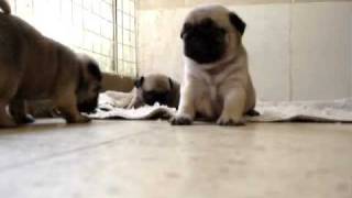 mops pug puppies 30 days old [upl. by Vada]