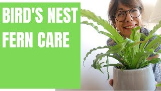 Birds nest fern care  Asplenium nidus [upl. by Nomahs]