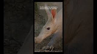 Aardvark Facts  Short  Fact [upl. by Nadine]