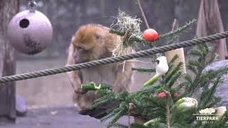 Lecker geschmückte Tannenbäume im Tierpark Berlin  Deliciously decorated trees at Tierpark Berlin [upl. by Reuven504]