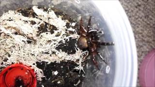 Chinese Hour Glass Trapdoor Spider Cyclocosmia Ricketti  Odd Behaviour [upl. by Aynav705]