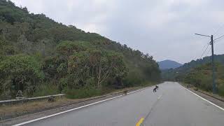 Baboons in Nyungwe National Park Rwanda [upl. by Akilat]