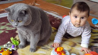 British Shorthair Cat vs Baby [upl. by Nuahsyar]