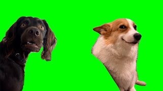 Green Screen Confused and Smiling Dogs Meme [upl. by Weikert]