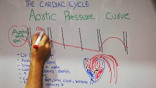 CVS physiology lecture 7  Aortic pressure curve  Incisura  The cardiac cycle [upl. by Jeminah]