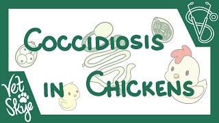 Coccidiosis in Chickens  causes pathophysiology life cycle diagnosis prevention [upl. by Hsital]