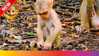 Lovely Baby Monkey Brings Happiness to All [upl. by Benenson]