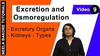 Excretion and Osmoregulation  NEET  Excretory Organs  Kidneys  Types  Neela Bakore Tutorials [upl. by Seltzer952]