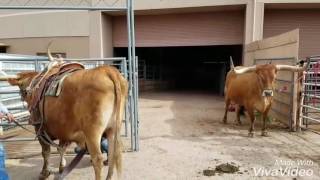 Texas Longhorn Crew out for a Ride True Saddle Cattle [upl. by Lombardy]