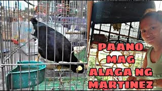 Bagong alaga Talking Myna  Martinez  Tips and Care [upl. by Eerb]