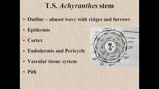 Achyranthes stem TS  BSc II Year [upl. by Thibaut549]