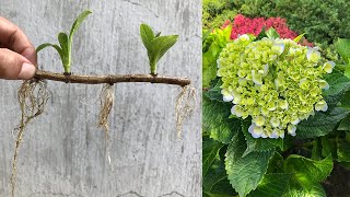 Tips for propagating hydrangeas by cuttings [upl. by Aronek]