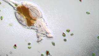 Rotifer  Philodina roseola [upl. by Annayehc652]