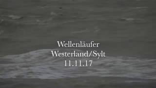 Wellenläufer  Leachs StormPetrel  WesterlandSylt 111117 [upl. by Lacym747]