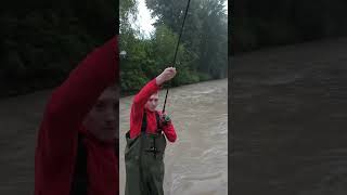 Puyallup river morning limit🎣 [upl. by Noerb]