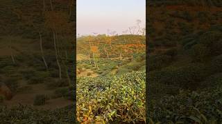 Tea garden 🪴 sylhet sreemangal nature viewnatureplaces shortvideo travel bd sreemangal [upl. by Denison924]