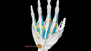 Hand Muscles  Flashcard Anatomy [upl. by Ellene745]