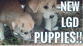 NEW PUPPIES Anatolian Shepherd  Great Pyrenees Puppies Our New Future Farm Dogs [upl. by Searby]