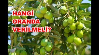 Zeytin Bakımında Neler Yapılmalı Zeytine Bakır Ne Zaman Atılır Bakır Atımının Faydaları Nelerdir [upl. by Ahseya]