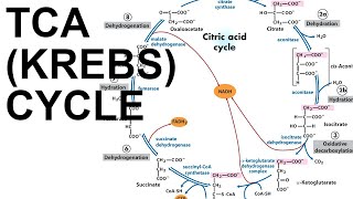 TCACitric Acid Krebs Cycle [upl. by Leuqar]