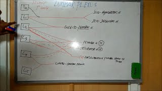 Lumbar Plexus  Anatomy [upl. by Milly638]