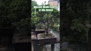 shorts bonsai plants gardening This Hinoki cypress bonsai tree was just amazing [upl. by Obelia374]